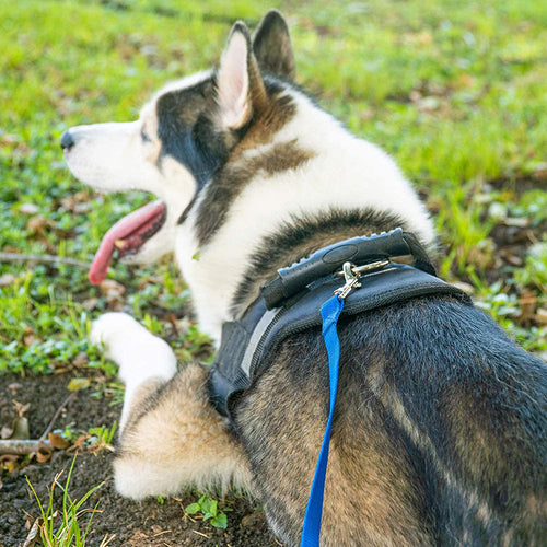 Puppy Obedience & Recall Training Agility Set – Complete Training Kit
